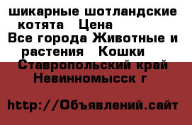 шикарные шотландские котята › Цена ­ 15 000 - Все города Животные и растения » Кошки   . Ставропольский край,Невинномысск г.